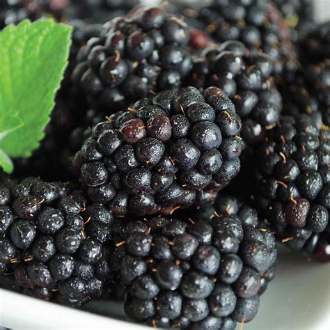 The Intricacies of Cultivating and Harvesting Black Magic Blackberries